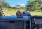 Soysambu Conservancy: A Living Classroom of Wildlife, History and Conservation in Kenya