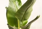 Birds of Paradise Plant: The Complete Guide to Growing and Caring for Strelitzia