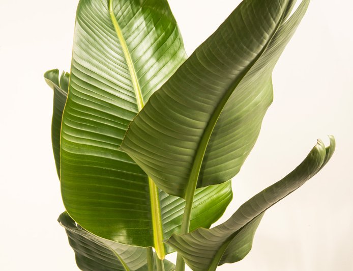 Birds of Paradise Plant: The Complete Guide to Growing and Caring for Strelitzia