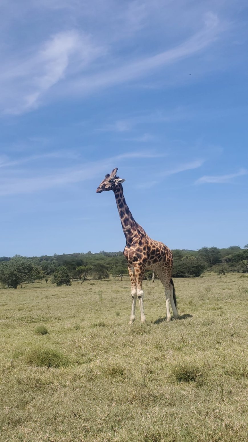 Soysambu Conservancy: A Living Classroom of Wildlife, History and Conservation in Kenya