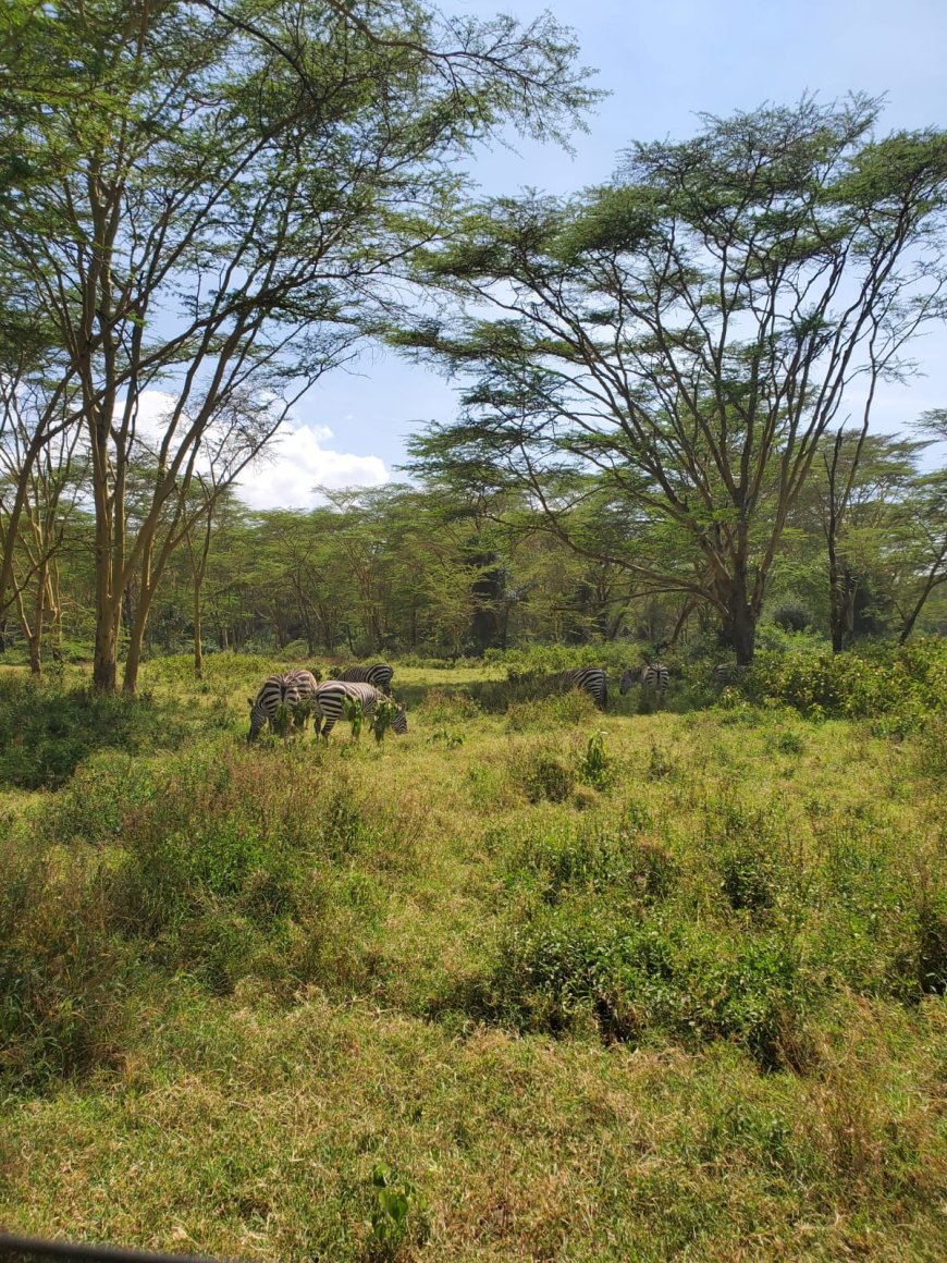 Soysambu Conservancy: A Living Classroom of Wildlife, History and Conservation in Kenya