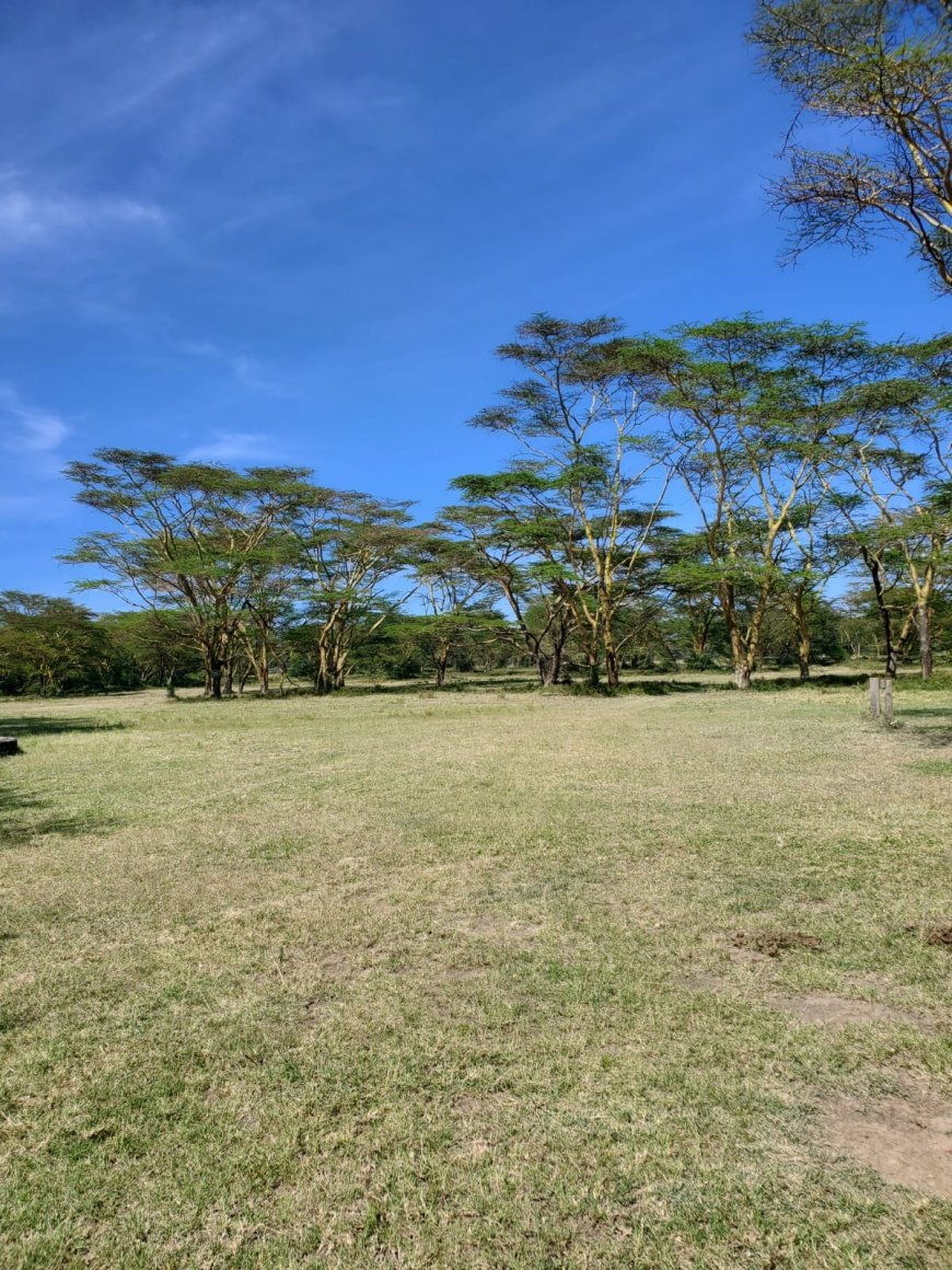 Soysambu Conservancy: A Living Classroom of Wildlife, History and Conservation in Kenya