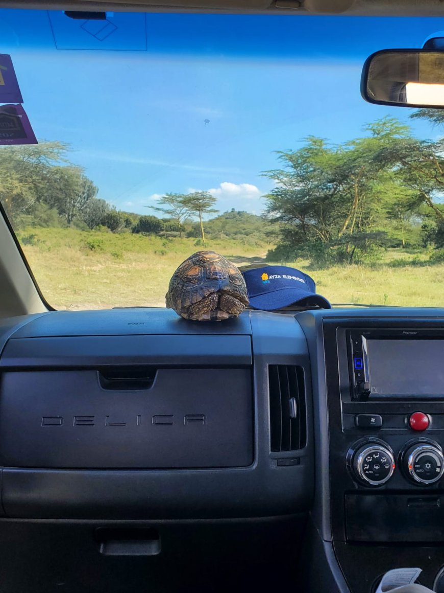 Soysambu Conservancy: A Living Classroom of Wildlife, History and Conservation in Kenya