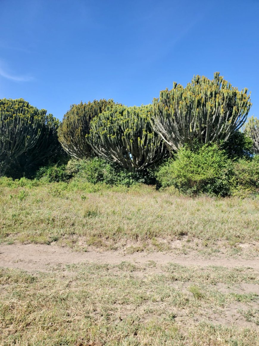Soysambu Conservancy: A Living Classroom of Wildlife, History and Conservation in Kenya
