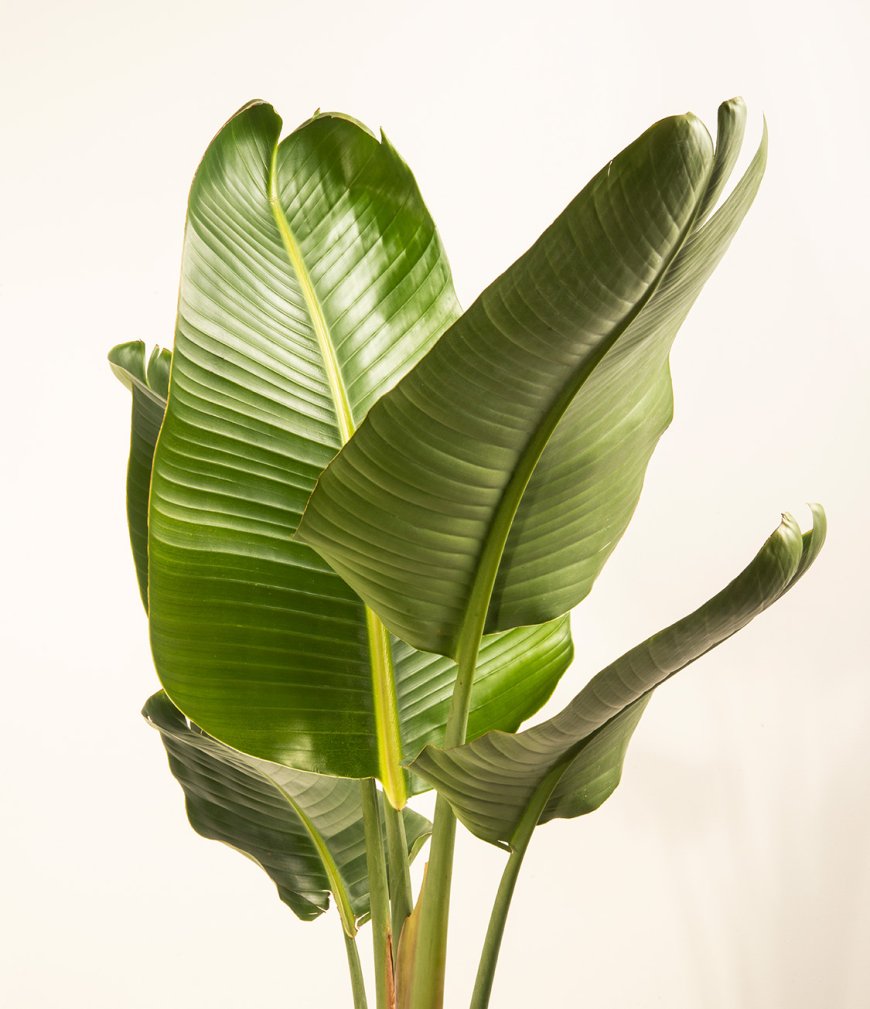 Birds of Paradise Plant: The Complete Guide to Growing and Caring for Strelitzia