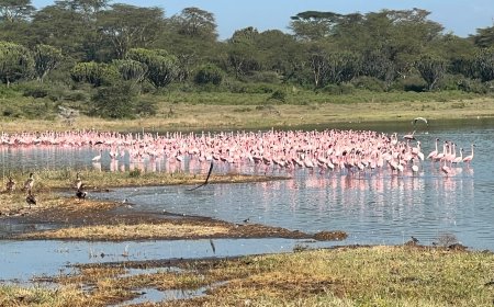 Things to Do in Lake Elementaita (Complete Guide)