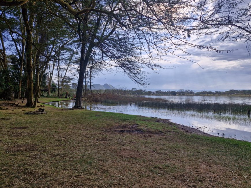 Lake Elementaita vs Lake Naivasha – Which is Better? (2026 Guide)