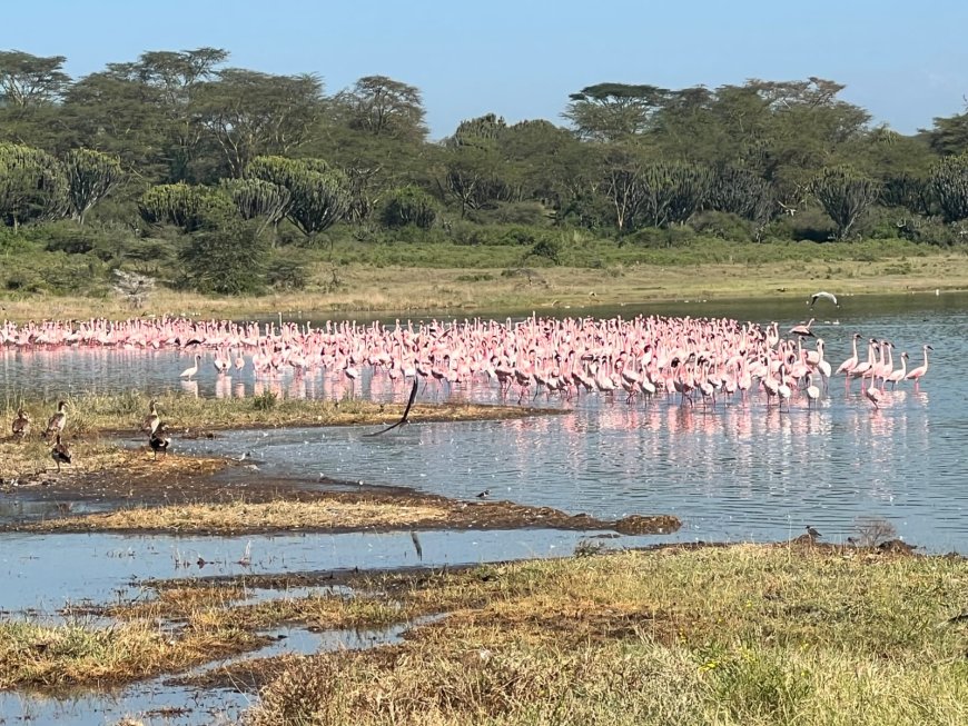 Things to Do in Lake Elementaita (Complete Guide)